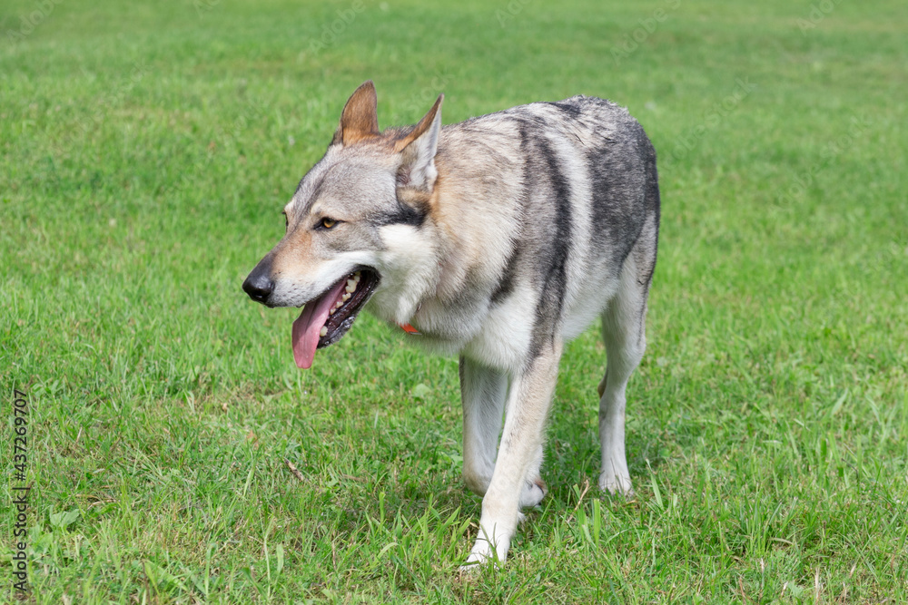 Czechoslovak wolfdog is walking on a green grass in the summer park. Pet animals. Purebred dog.