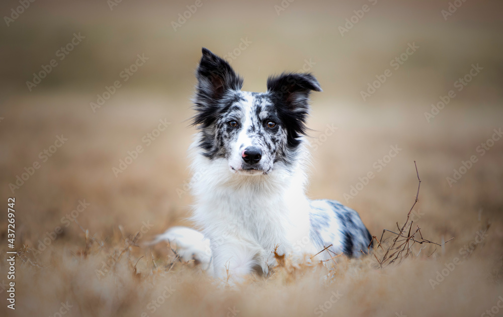 Fototapeta premium border collie dog