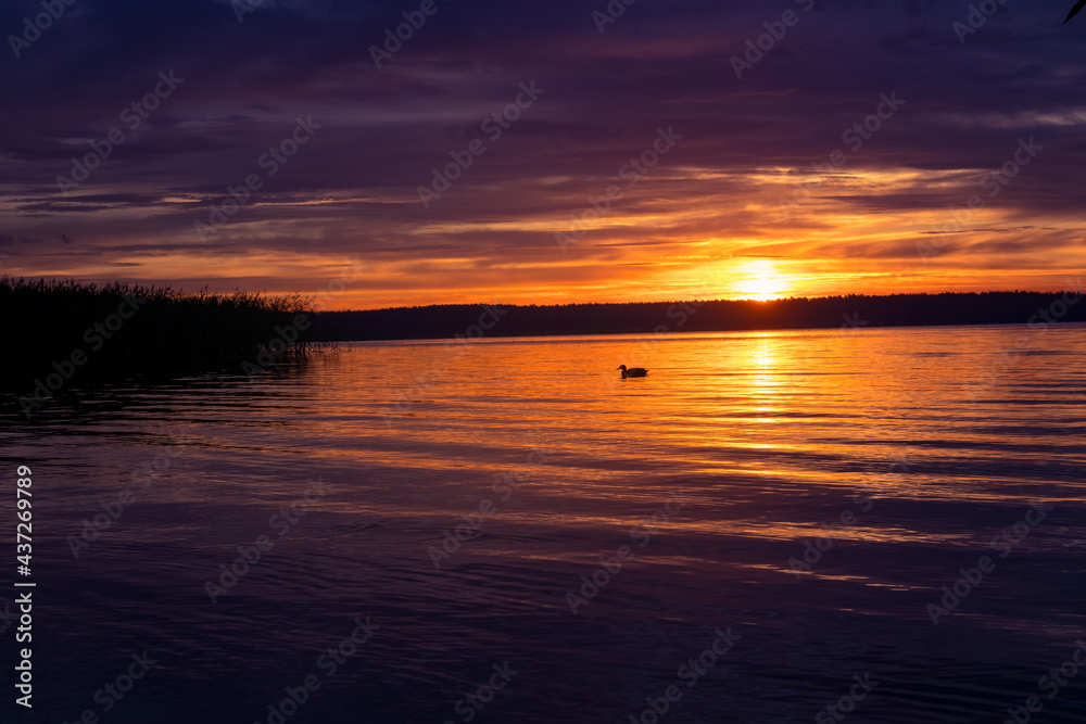 Obraz premium A beautiful evening scenery at the lake with ducks. Summer sunset at the lakeside with waterfowl. Birds in the water.