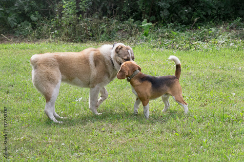 Central asian shepherd dog puppy and english beagle puppy are standing on a green grass in the summer park. Pet animals. Purebred dog.