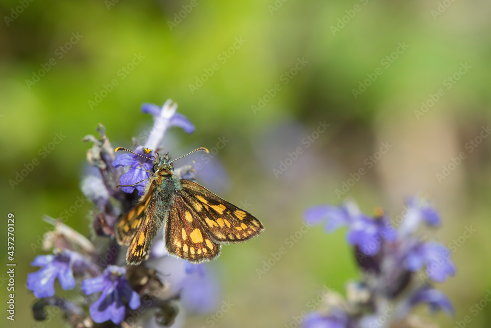 Chequered skipper (Carterocephalus palaemon). Chequered skipper (Carterocephalus palaemon).