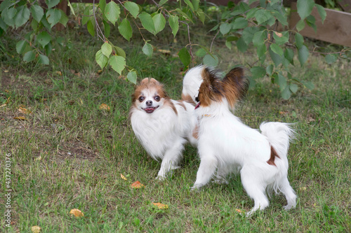 Cute continental toy spaniel puppy and chihuahua puppy are playing on a green grass in the summer park. Pet animals. Purebred dog.