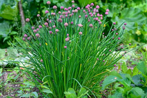 chive growing in a garden in Sweden photo