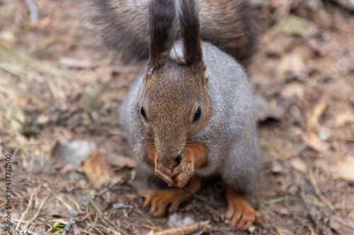 Cute grey squirrel sits on the ground and eating nut. Front view © Вера Тихонова