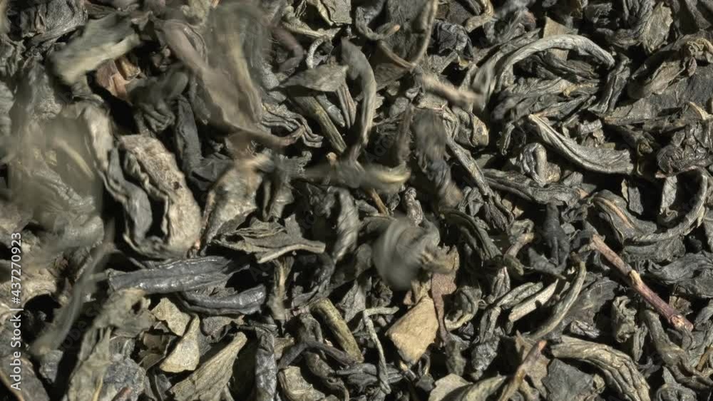 Green Chinese tea gunpowder. Dried coiled leaves close up. Falling. Macro video. Selective focus Green Chinese tea gunpowder. Dried coiled leaves close up. Falling. Macro video. Selective focus