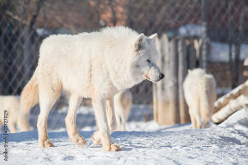Wild white wolf is walking on a white snow. Canis lupus arctos. Polar wolf or alaskan tundra wolf. Animals in wildlife.