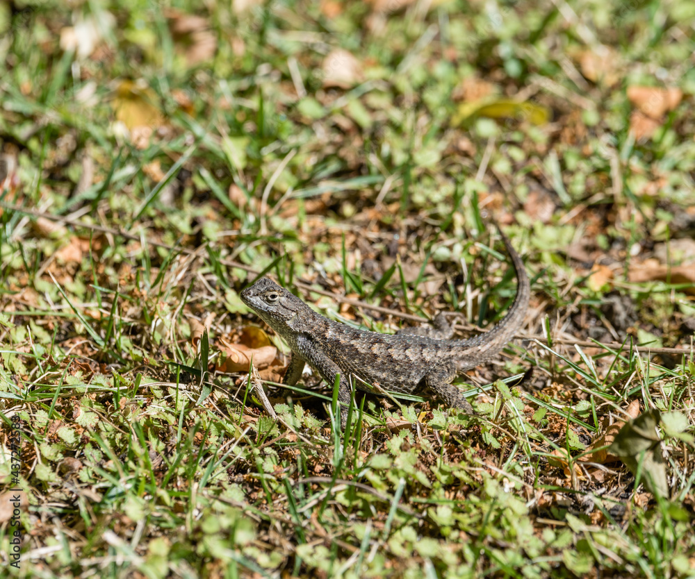 Alligator lizard in a Los Angeles backyard, Southern California Alligator lizard in a Los Angeles backyard, Southern California