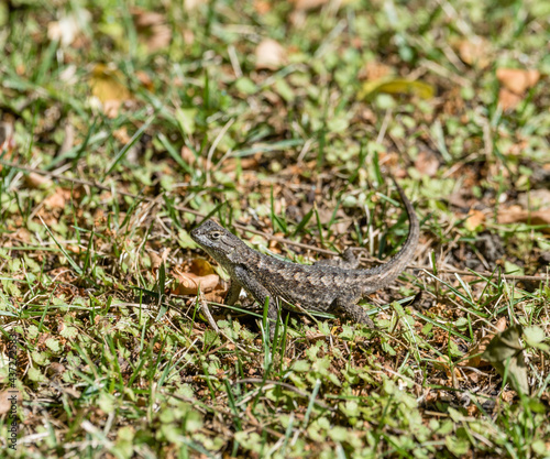 Alligator lizard in a Los Angeles backyard, Southern California