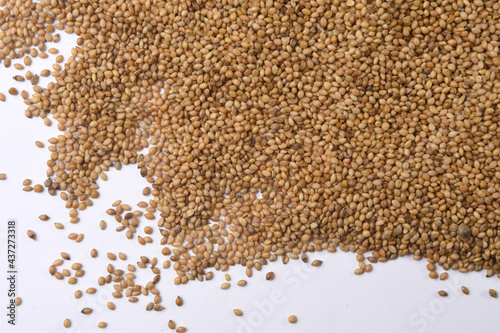  grain of millet (panizo) on white background photo