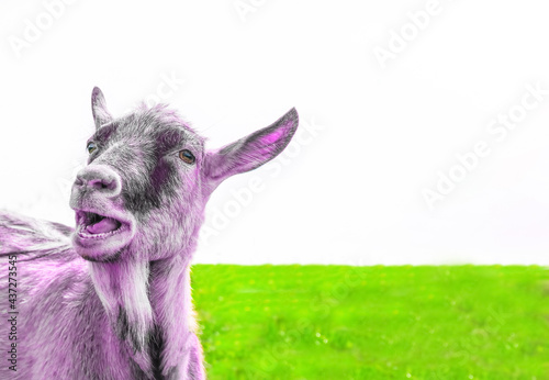 A creative photo of a recolored goat in pink against a white sky and bright juicy green grass. Portrait of a pink goat. High quality photo