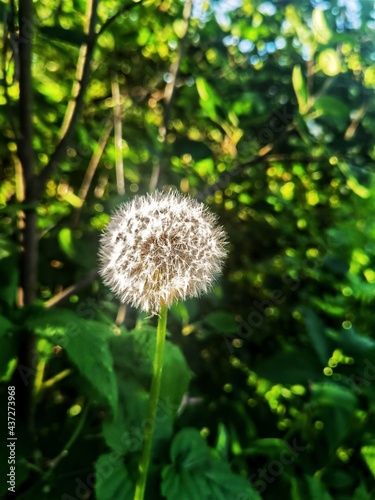 dandelion