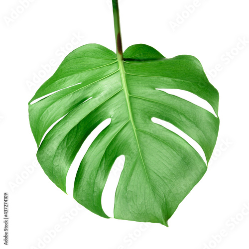 Monstera plant leaf isolated on white background