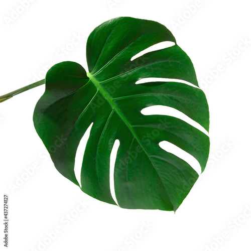 Monstera plant leaf isolated on white background