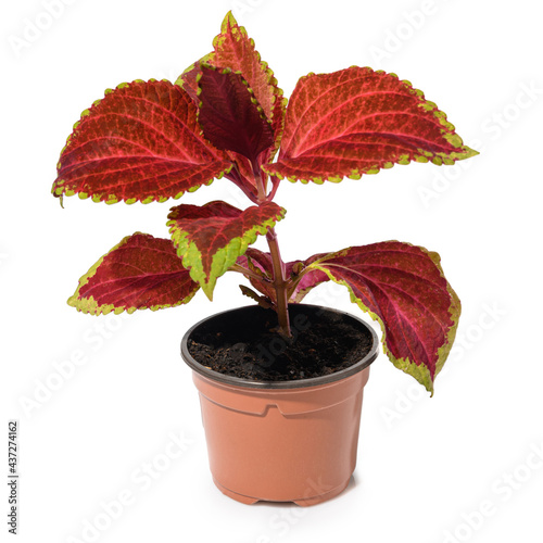 Coleus in a pot isolated