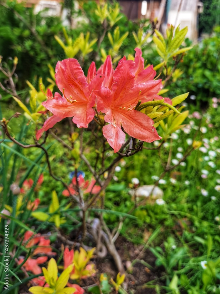 red Rhododendron red Rhododendron