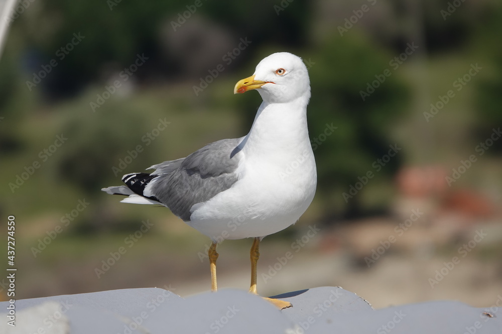 close up portrait of seagull in the forest close up portrait of seagull in the forest