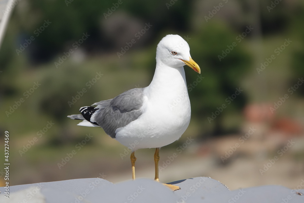 close up portrait of seagull in the forest