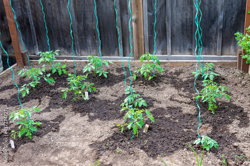 Photography Young bushes of sherry tomatoes