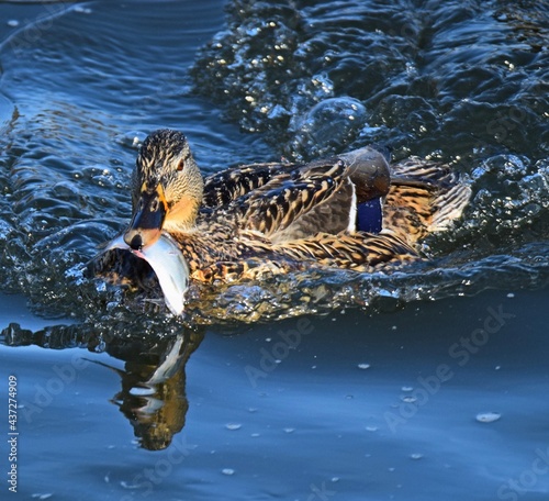 Valokuvatapetti duck with fish