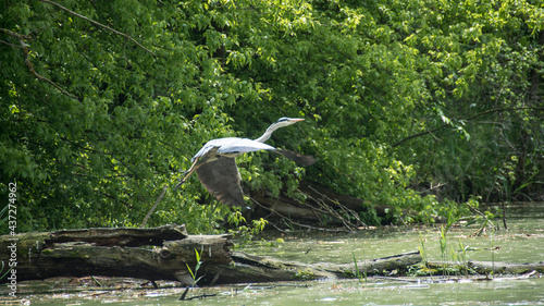 Grey heron (Ardea cinerea), Nature reserve, Carska bara, Serbia photo