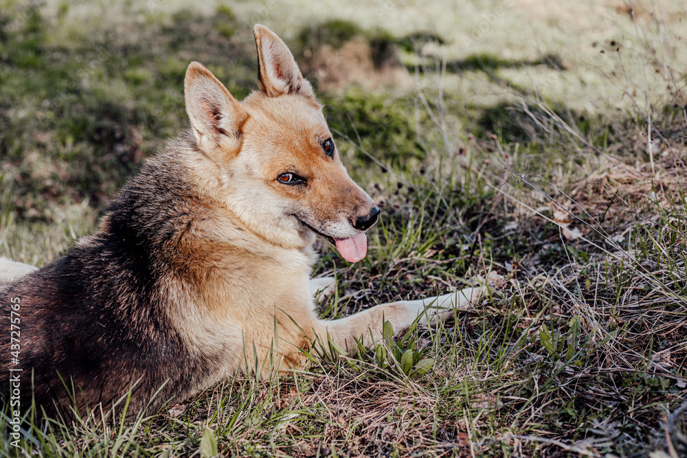 Dog or puppy lies on green grass, dog for a walk, dog shows tongue