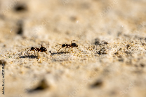 Ants go marching two by two © William