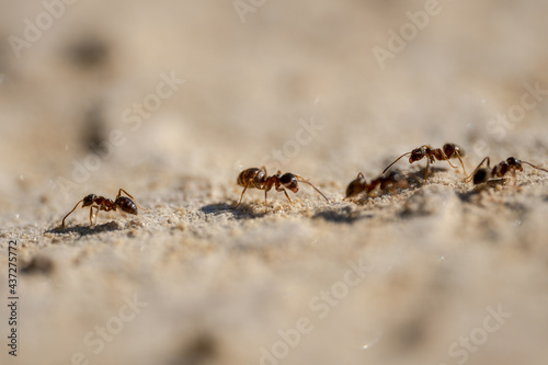 Ants  Line Formation