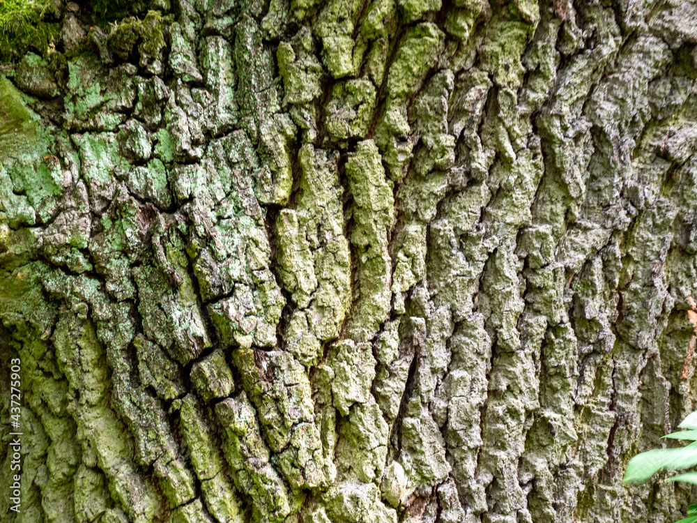tree bark texture, close up tree bark texture, close up