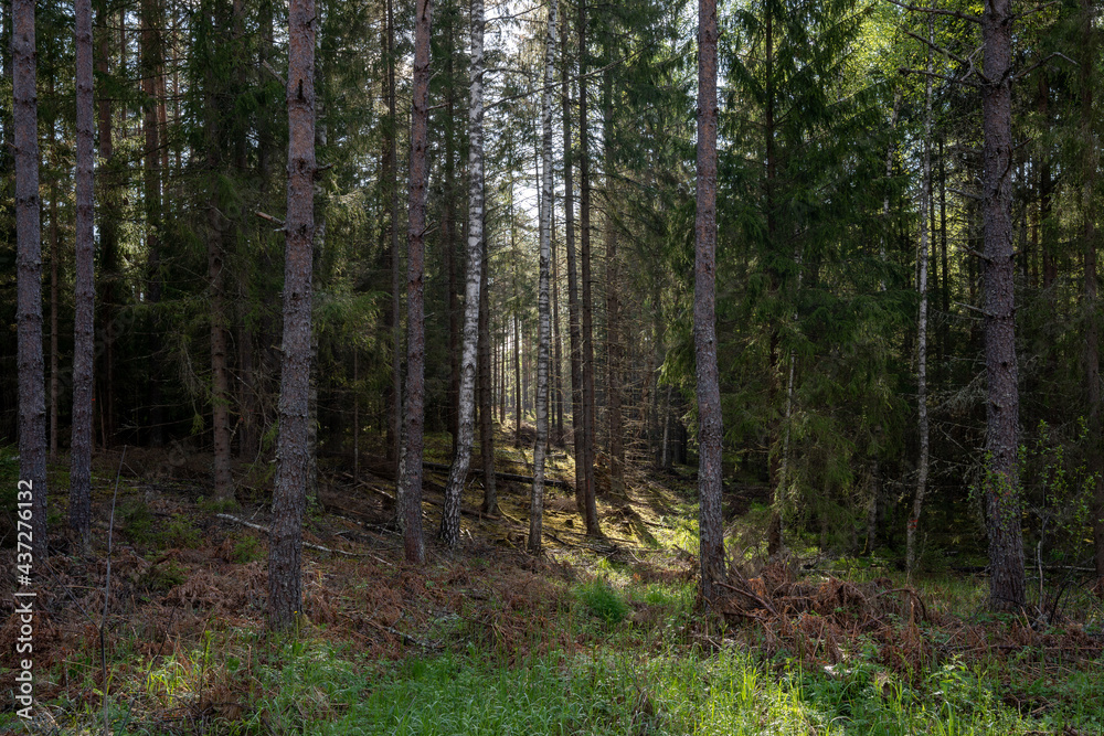 Fototapeta premium latvian pine forest with green dogs just after the rain