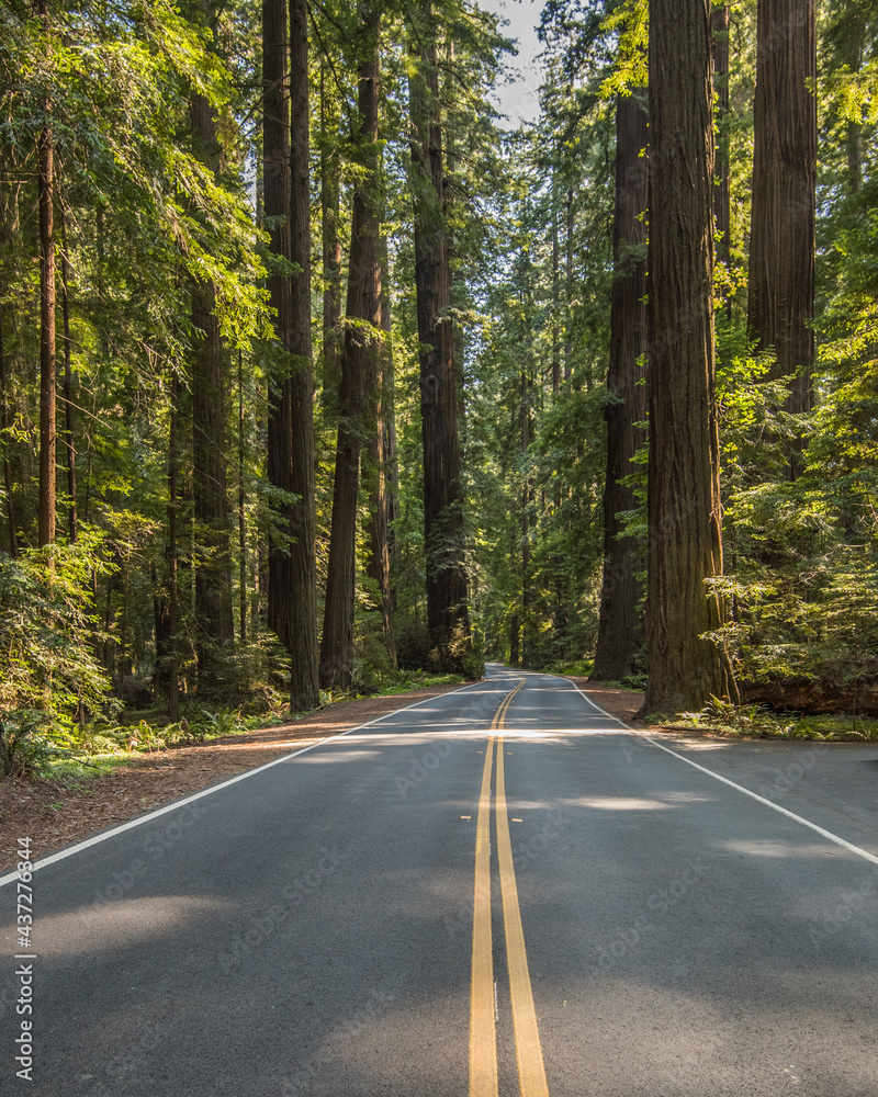 Road with Redwoods Road with Redwoods