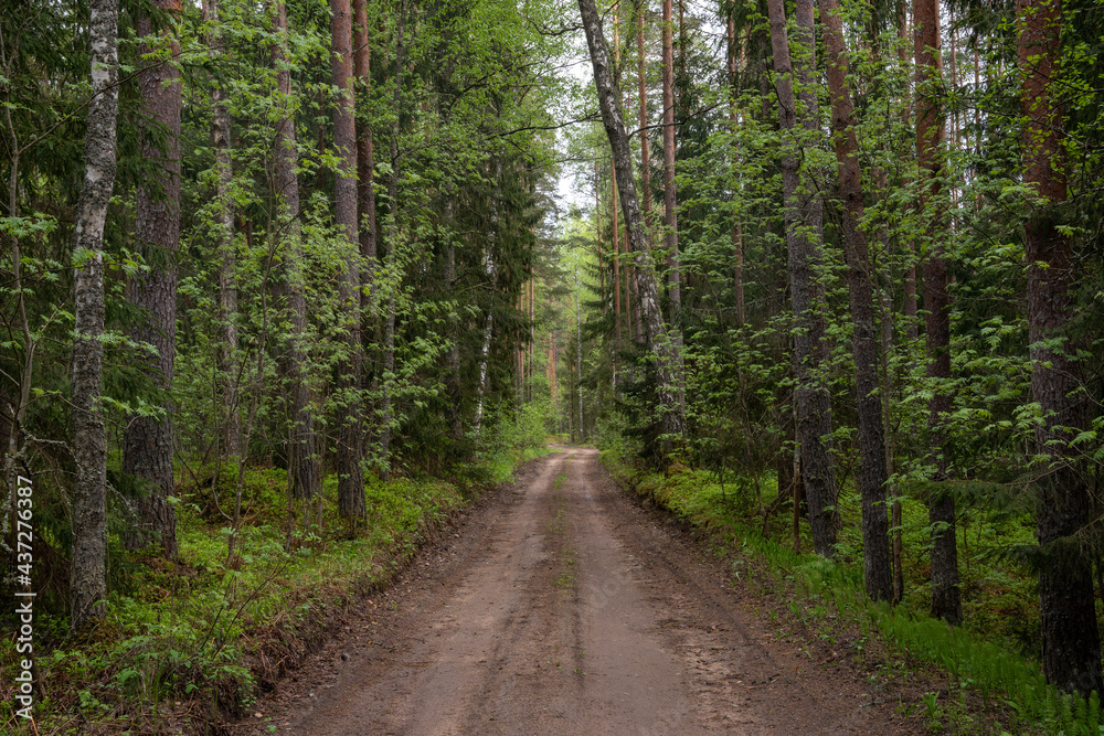 dirt road in latvian forest just after rain when trees and trees are wet and bright green dirt road in latvian forest just after rain when trees and trees are wet and bright green