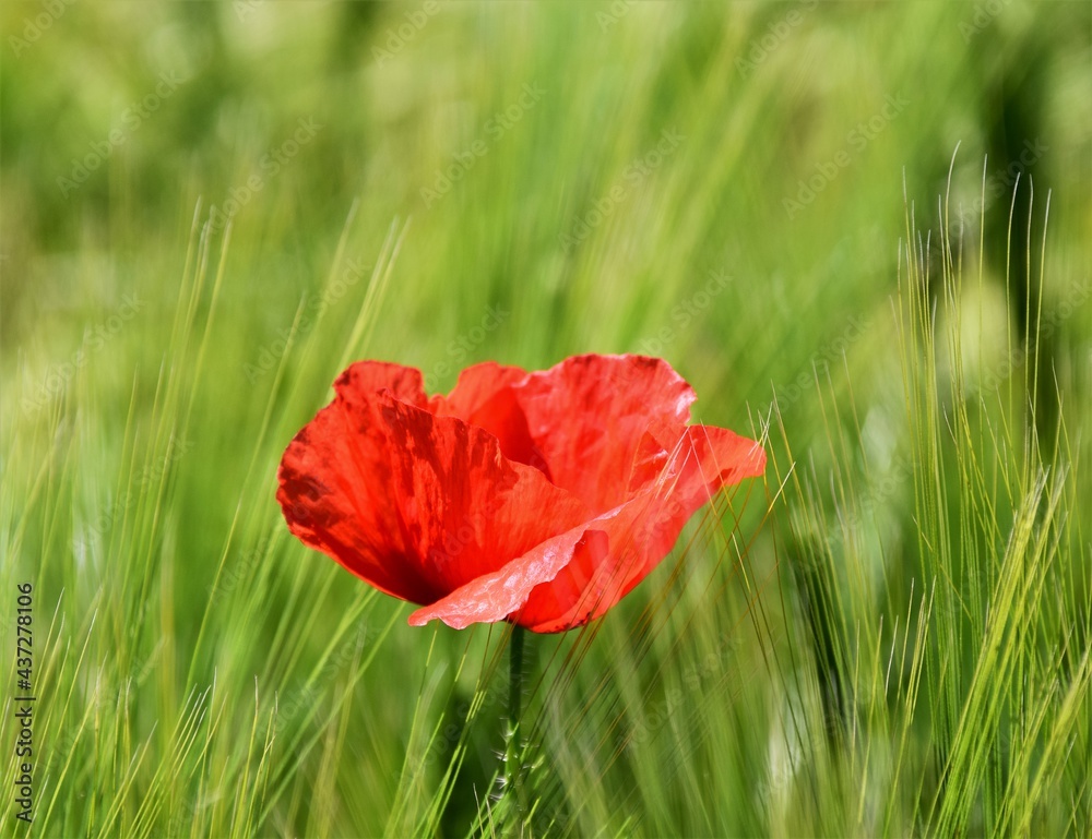 Fototapeta premium red poppy in grass