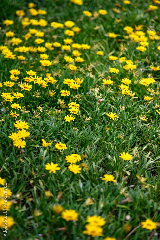 Field of yellow flowers blooming in the summer