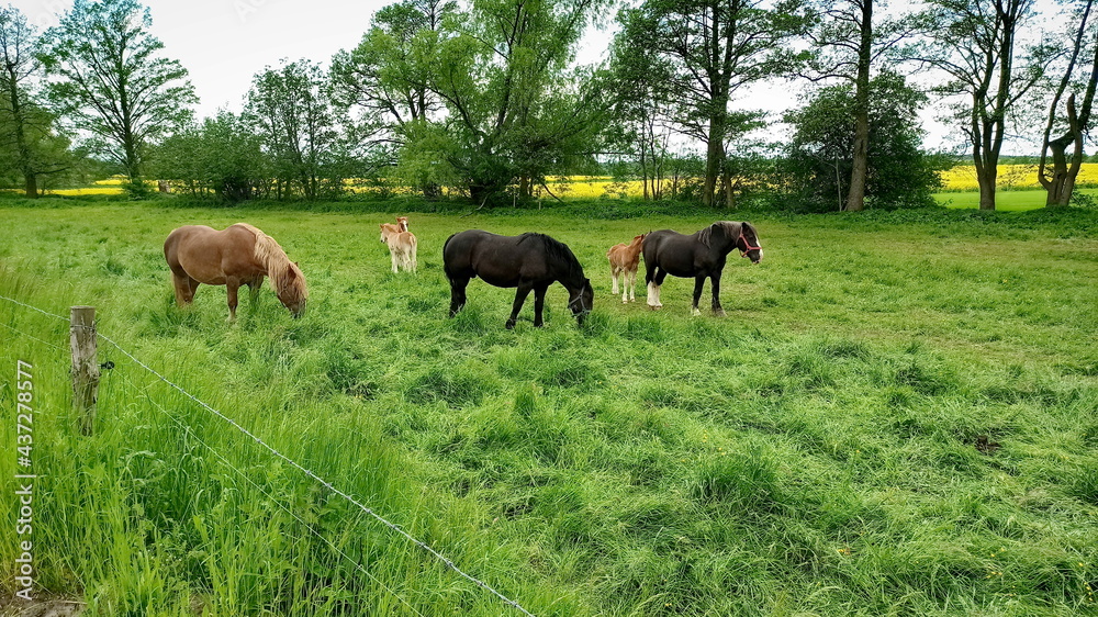 Group of horses resting and eating grass. Green landscape in Lower Silesia area. Beautiful spring in Poland.
