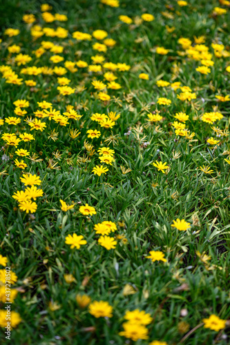 Field of yellow flowers blooming in the summer