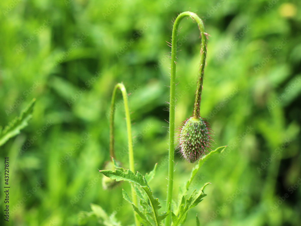 Poppy flower bud growing close-up. Poppy flower bud growing close-up.