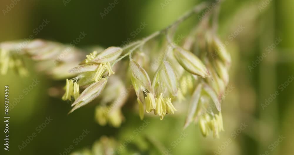Grass flower with stamens Grass flower with stamens