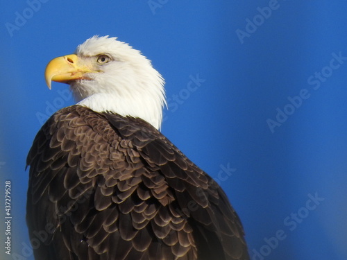 Bald Eagle in Florida © Marsha