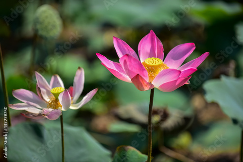 pink lotus flower