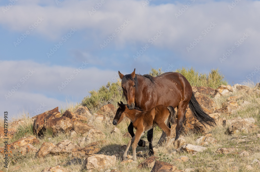 Fototapeta premium Wild Horse Mare and Foal in the Utah Desert