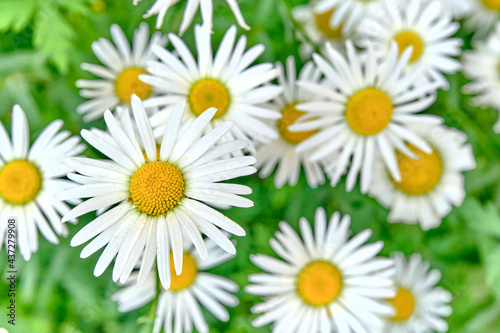 Beautiful buds of chamomile flowers as summer background.