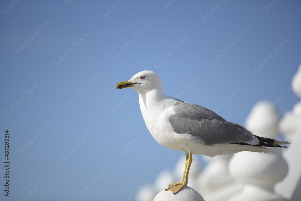 Close-up of a gull species Larus Michahellis perched on a white rail against the background of the blue sky. Close-up of a gull species Larus Michahellis perched on a white rail against the background of the blue sky.