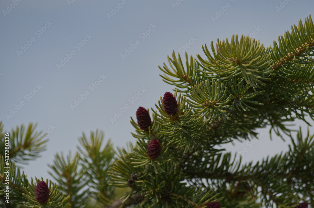 Christmas Tree branches with Cones