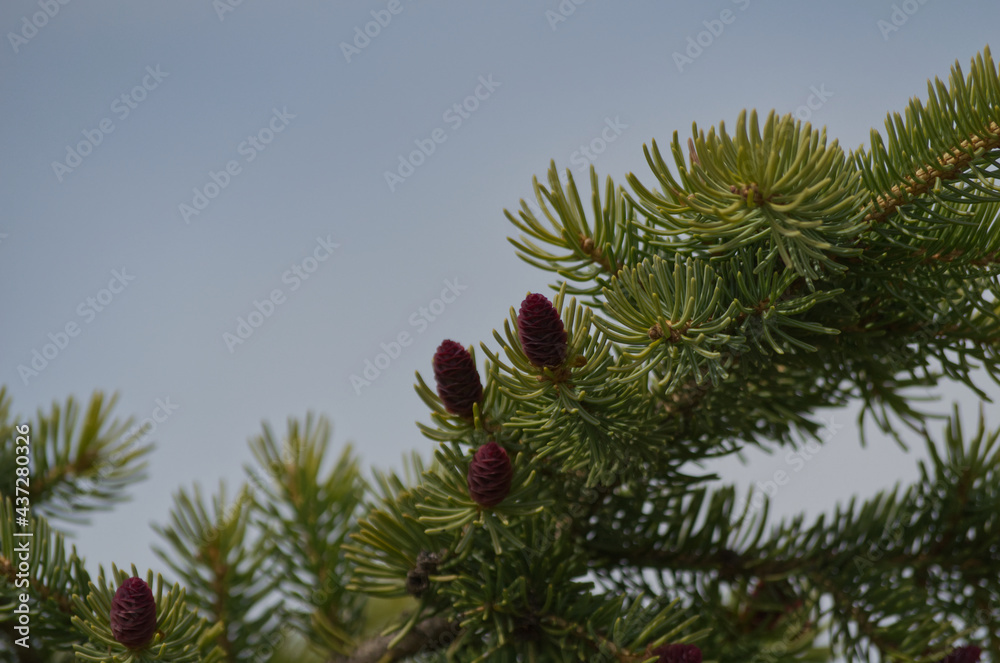 Christmas Tree branches with Cones Christmas Tree branches with Cones