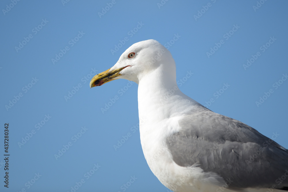 Head shot of a gull species Larus Michahellis with the blue sky background behind. Head shot of a gull species Larus Michahellis with the blue sky background behind.