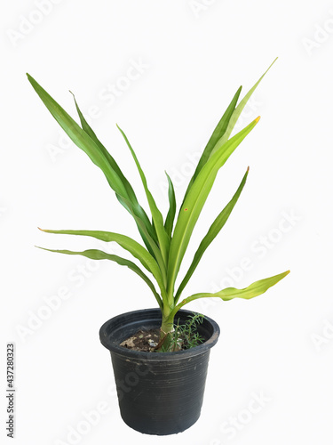 Fototapeta Naklejka Na Ścianę i Meble -  plant in a pot