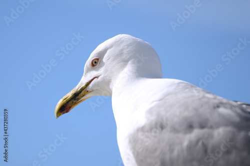 Portrait head of a gull of the species Larus Michahellis.
