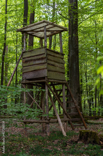 Wallpaper Mural old wood stand in green spring forest Torontodigital.ca
