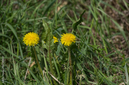 Yellow Dandelions in the Grass