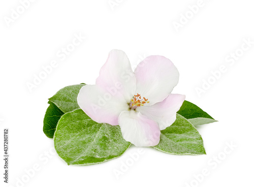 Quince flower isolated on a white background